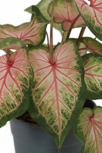 Caladium &