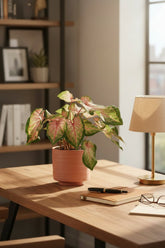 Caladium &