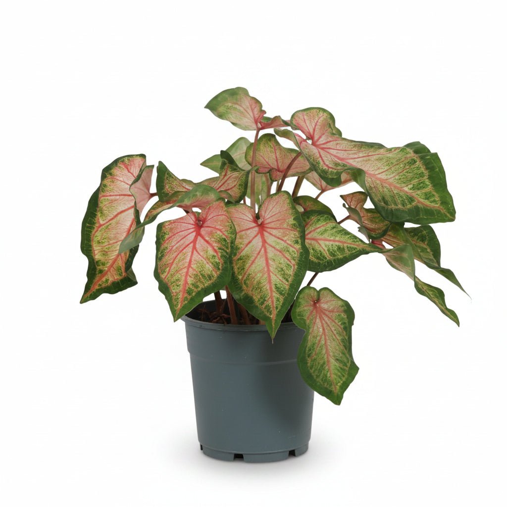 Caladium &