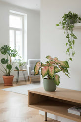 Caladium &