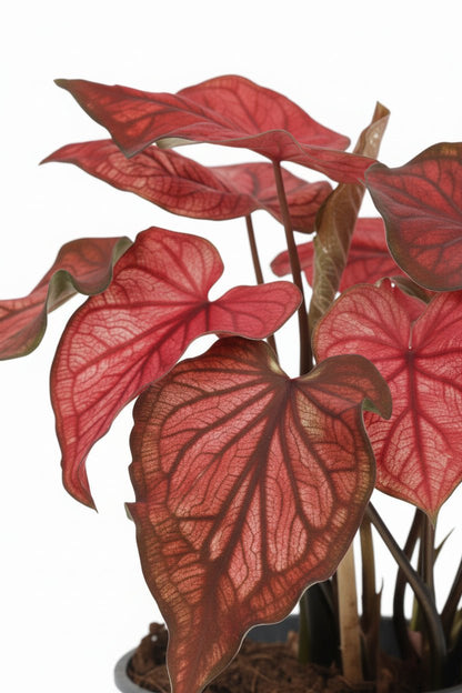 Caladium &