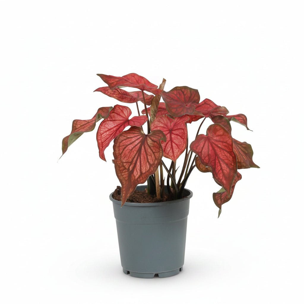 Caladium &