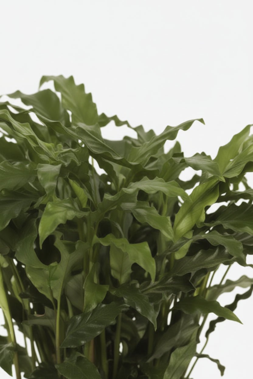 primer plano del follaje del Calathea Bluegrass