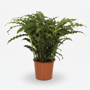 Calathea Bluegrass — Blue-green peacock plant