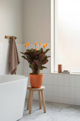 Calathea crocata (Wieczny płomień) — H40-45 cm | Doniczka Ø14 cm - Verdeia - 3