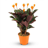 Calathea crocata (Wieczny płomień) — H40-45 cm | Doniczka Ø14 cm - Verdeia - 1