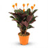 Calathea crocata (Wieczny płomień) — H40-45 cm | Doniczka Ø14 cm - Verdeia - 1