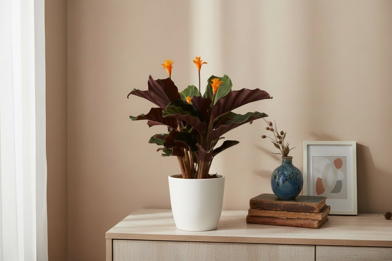 Calathea Crocata — Ø14 cm — H40 cm - Verdeia - 4