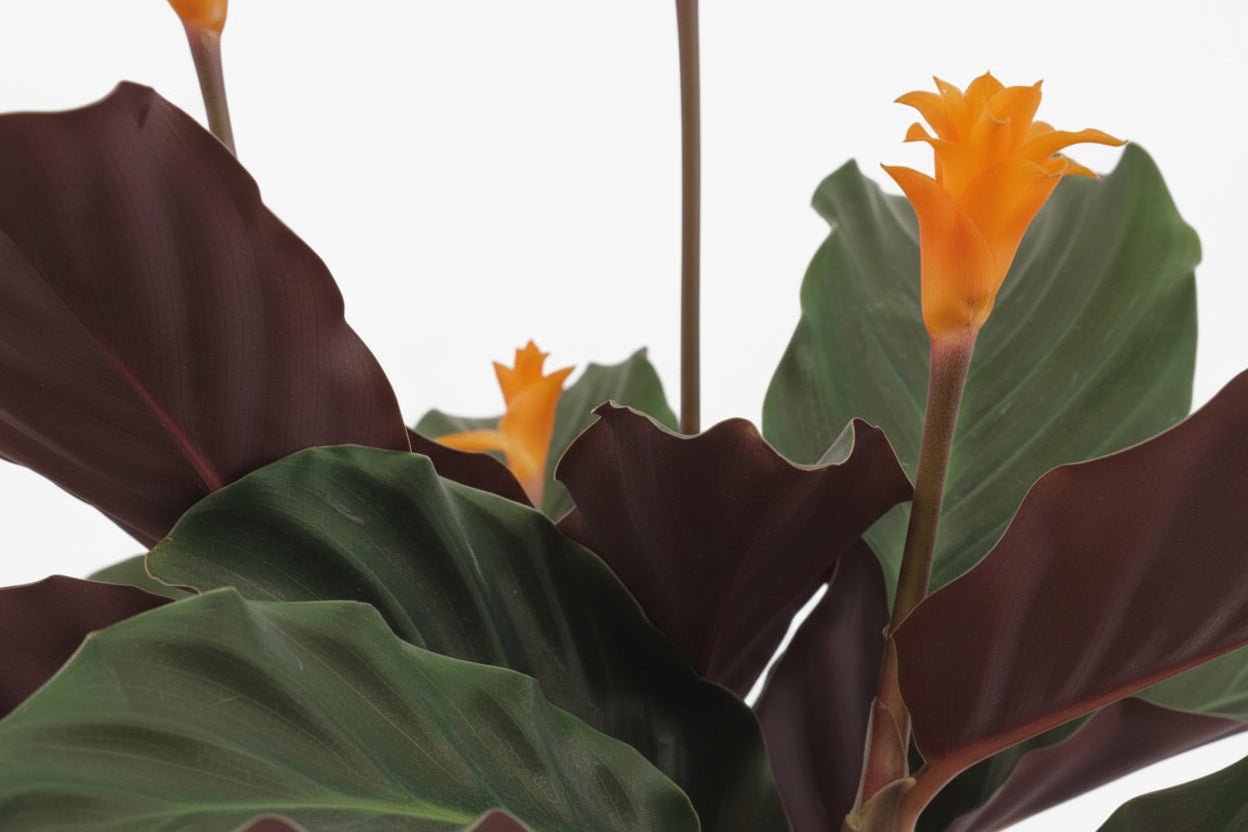 Calathea Crocata — Ø14 cm — H40 cm - Verdeia - 2
