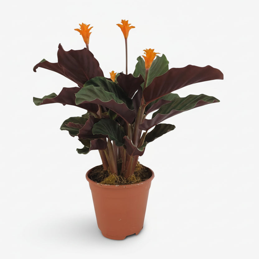 Calathea Crocata — Ø14 cm — H40 cm - Verdeia - 1