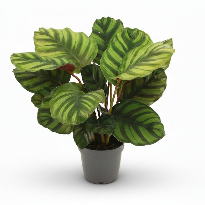 Calathea Fasciata — Ø14 cm — H50 cm - Verdeia - 1