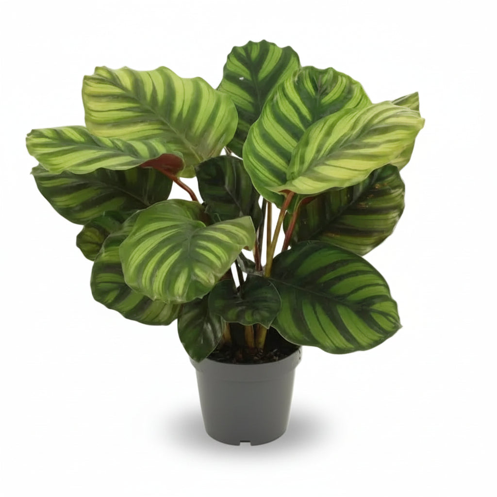 Calathea Fasciata no seu vaso de cultivo cinzento sobre fundo branco