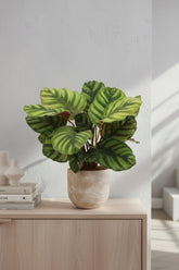 Calathea Fasciata — Ø14 cm — H50 cm - Verdeia - 3
