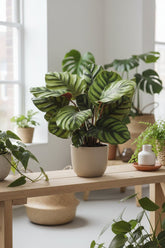 Calathea Fasciata — Ø14 cm — H50 cm - Verdeia - 5