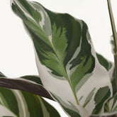 Calathea Fusion White Basic — Ø14 cm — A40 cm - Verdeia - 2