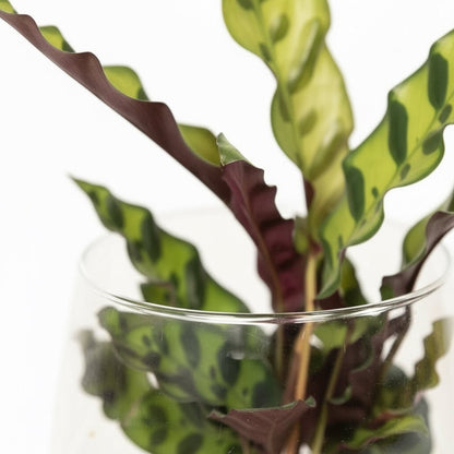 Calathea Insignis – Plante Paon en Kingston Glas – Ø12cm – ↕30cm - Verdeia