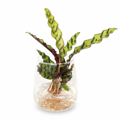 Calathea Insignis – Plante Paon en Kingston Glas – Ø12cm – ↕30cm - Verdeia