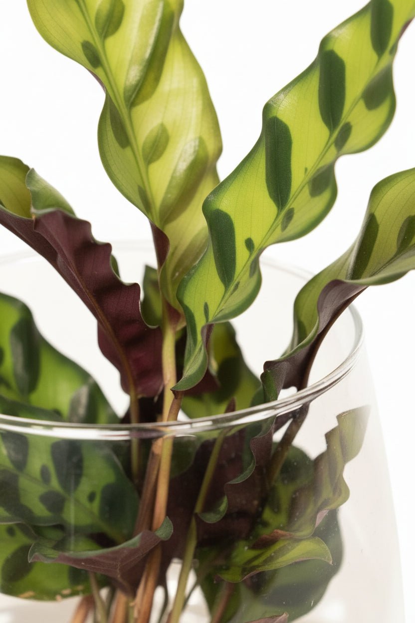 Calathea lancifolia &