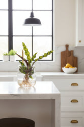 Calathea lancifolia &