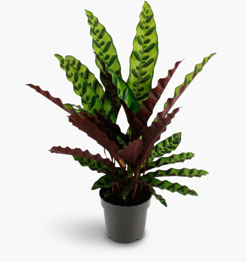 Calathea lancifolia ‘Insignis’ - Verdeia