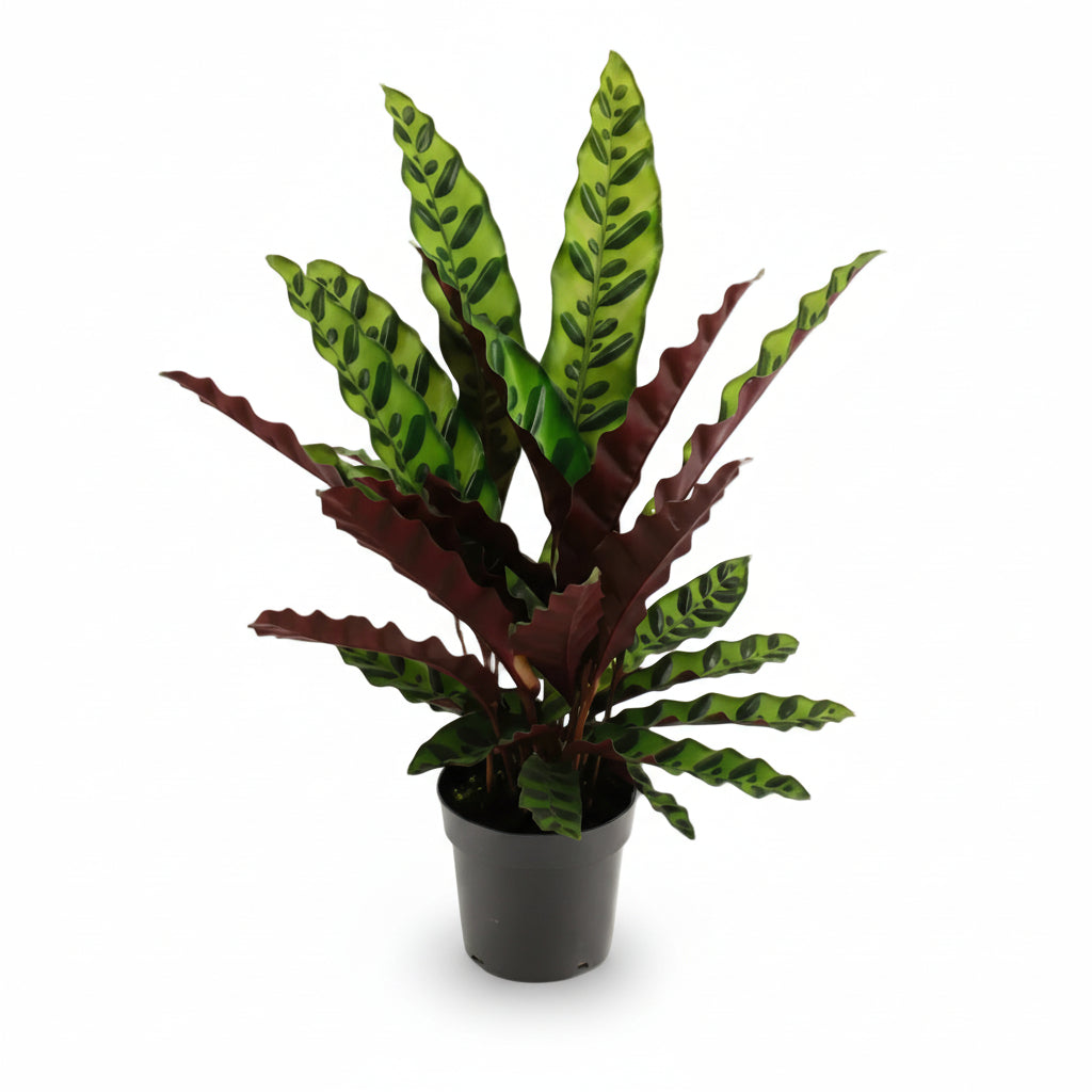 Calathea Lancifolia &
