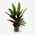 Calathea Lancifolia &