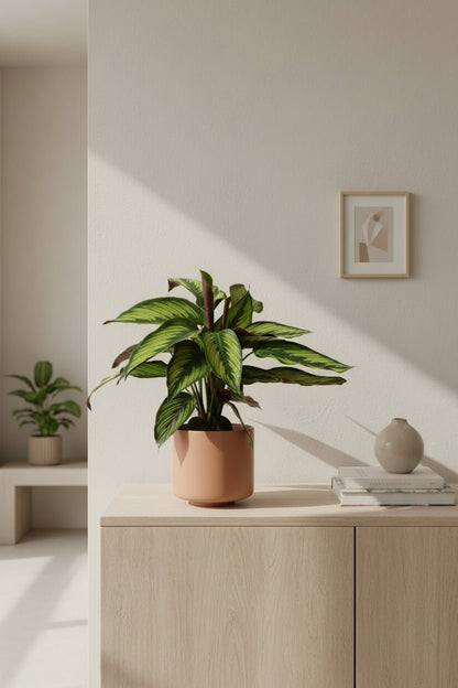 Calathea Majestica &