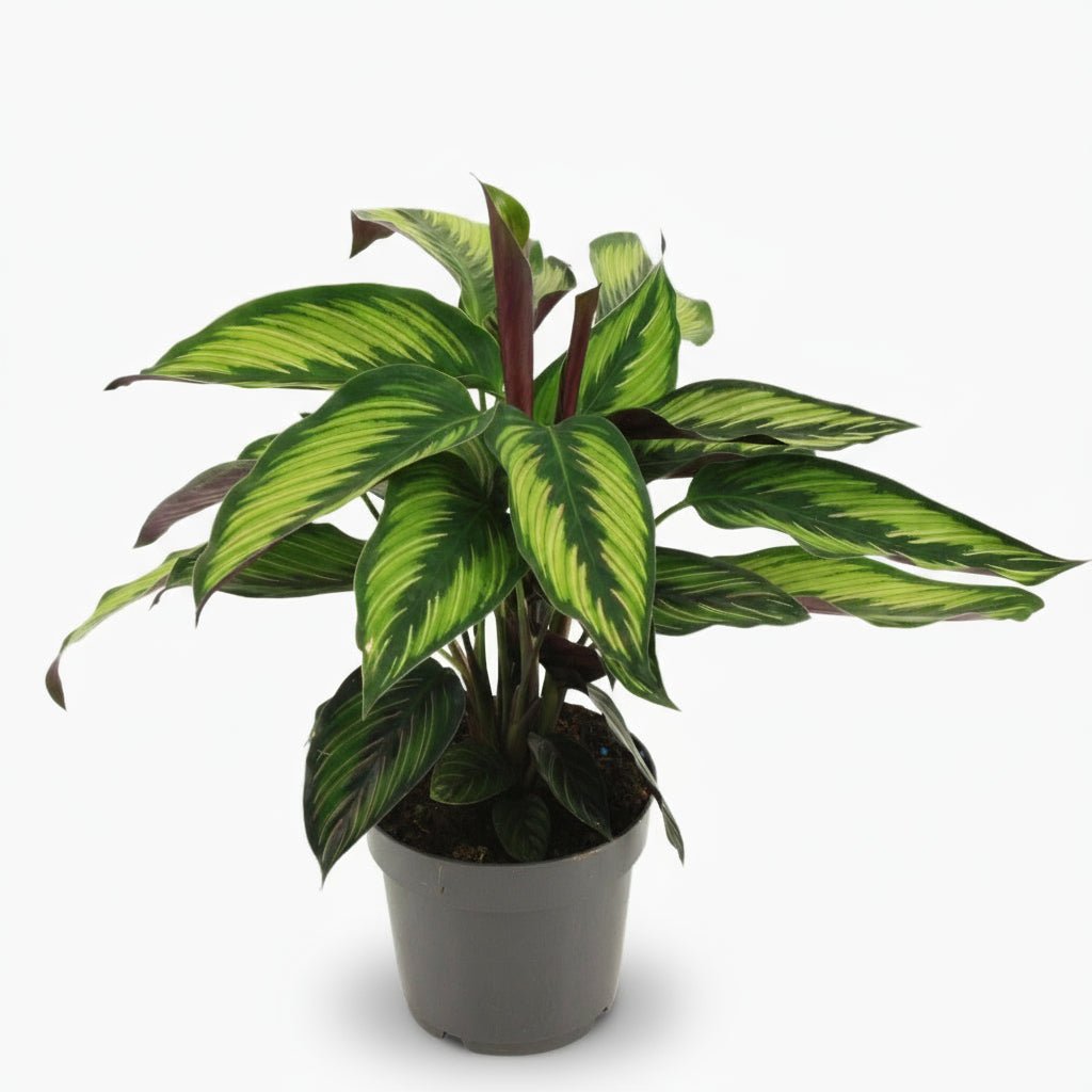 Calathea majestica ‘Princeps’ — Calathéa royale - Verdeia