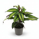 Calathea Majestica &