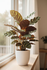 Calathea Makoyana (Plante cathédrale) - Verdeia - 7