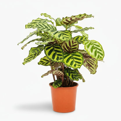 Calathea Makoyana – Plante paon tropicale - Verdeia