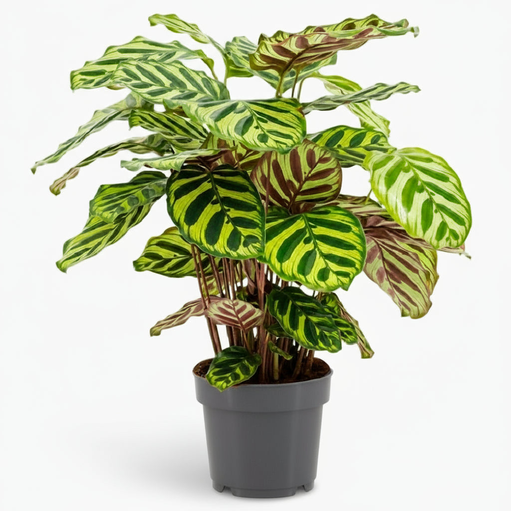 Calathea Makoyana – Plante paon tropicale - Verdeia