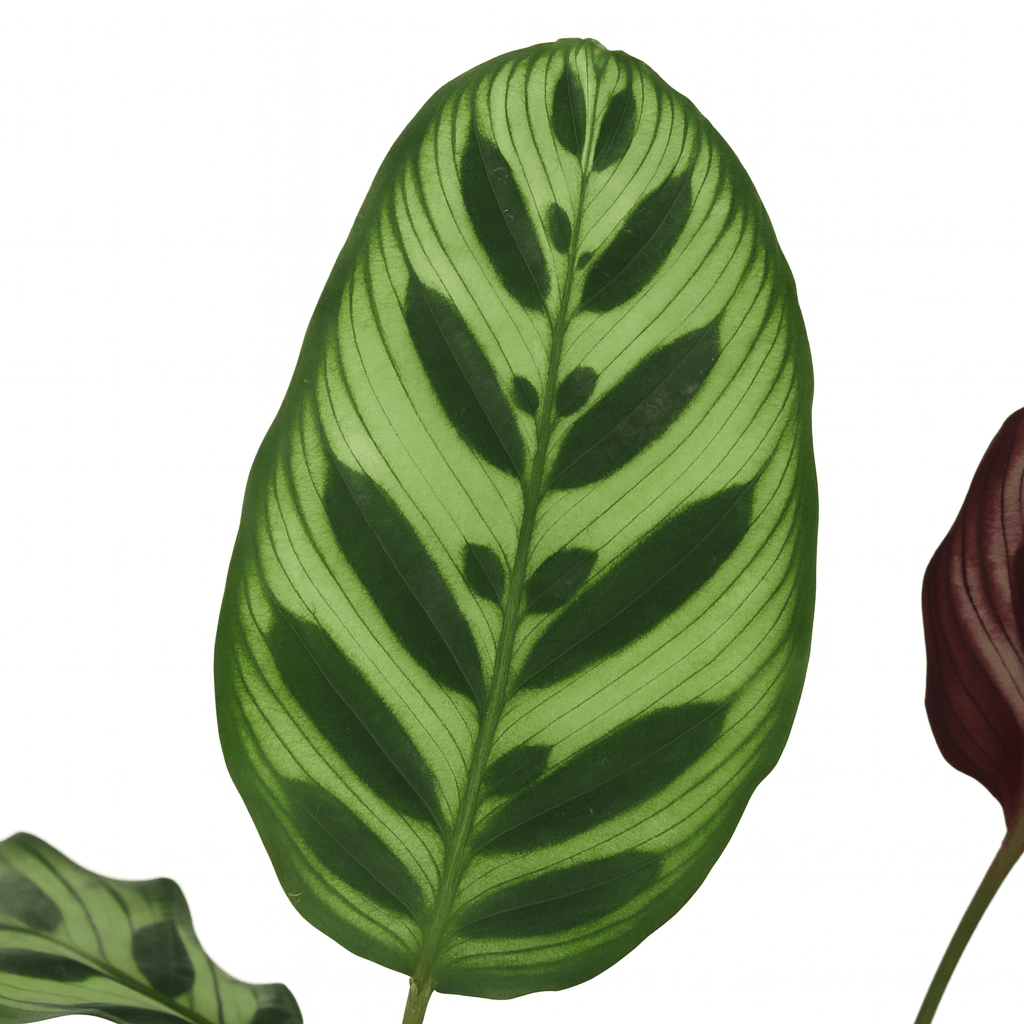 Calathea Makoyana – Planta pavo real tropical - Verdeia - 2