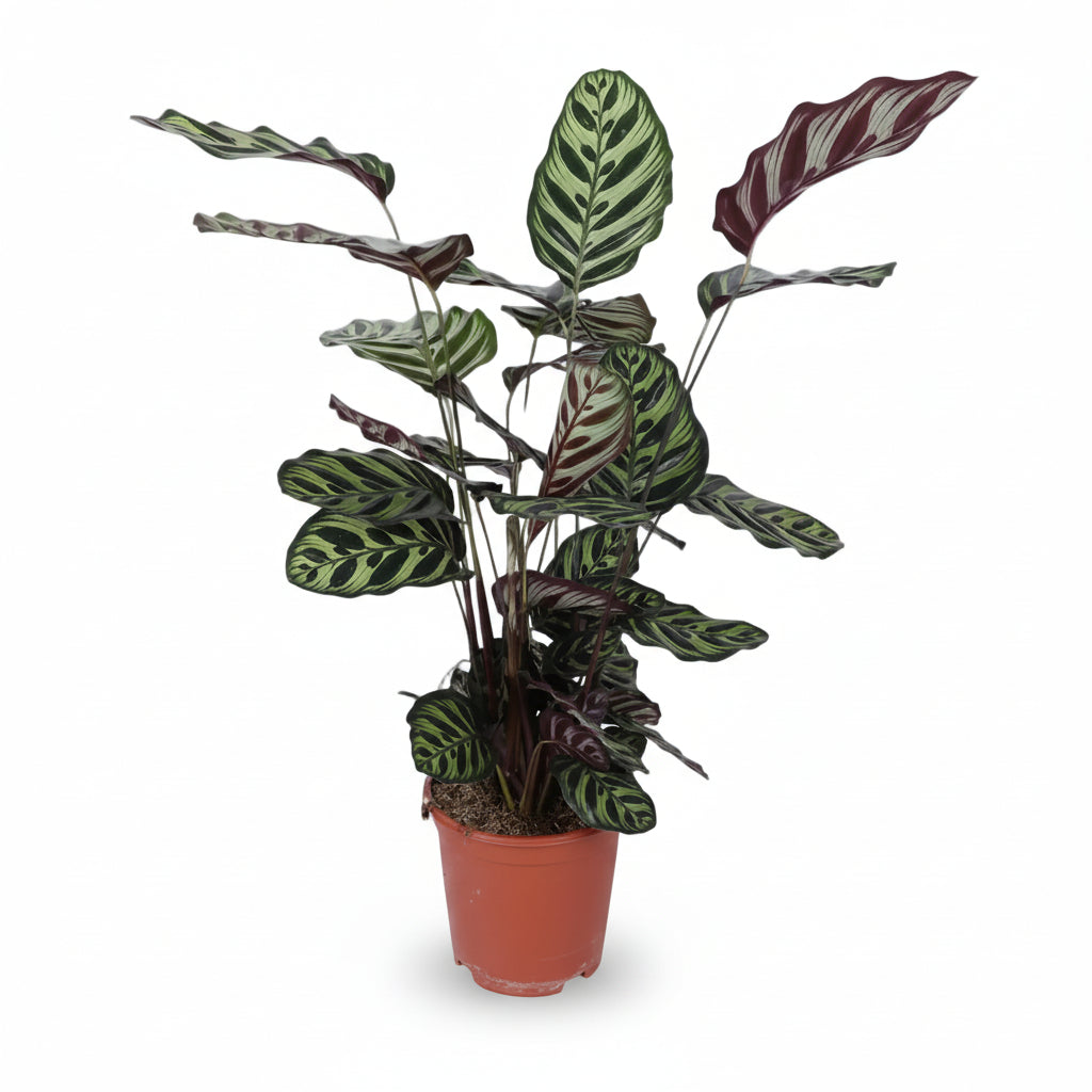 Calathea Makoyana – Planta pavo real tropical - Verdeia - 1