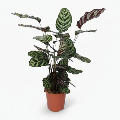 Calathea Makoyana – Plante paon tropicale - Verdeia