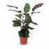 Calathea Makoyana – Planta pavo real tropical - Verdeia - 1