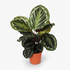 Calathea Medallion – Plante paon tropicale au feuillage marbré - Verdeia