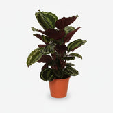 Calathea Medallion — Planta pavo real - Verdeia - 7