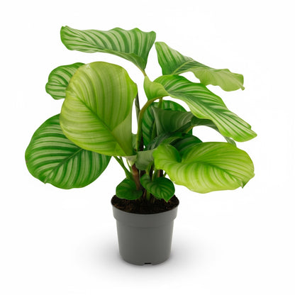 Calathea orbifolia – Plante paon tropicale - Verdeia