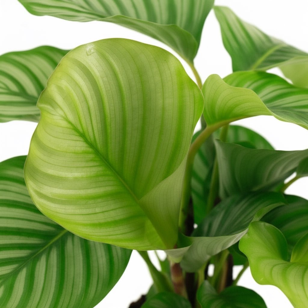 Calathea orbifolia – Plante paon tropicale - Verdeia