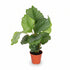 Calathea Orbifolia — Tropisk påfugleplante - Verdeia - 5