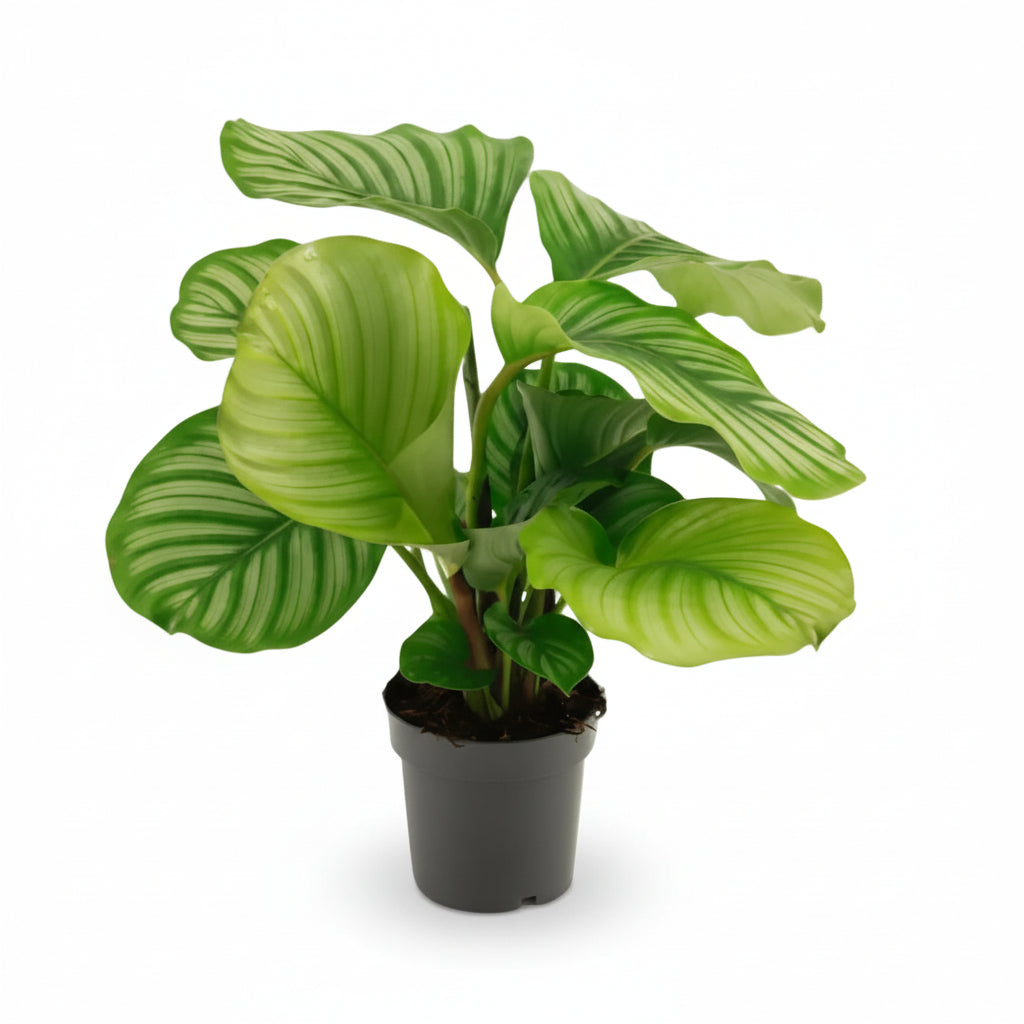 Calathea Orbifolia — Plante paon tropicale - Verdeia - 1