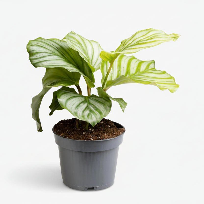 Calathea Orbifolia — Plante paon tropicale - Verdeia - 4