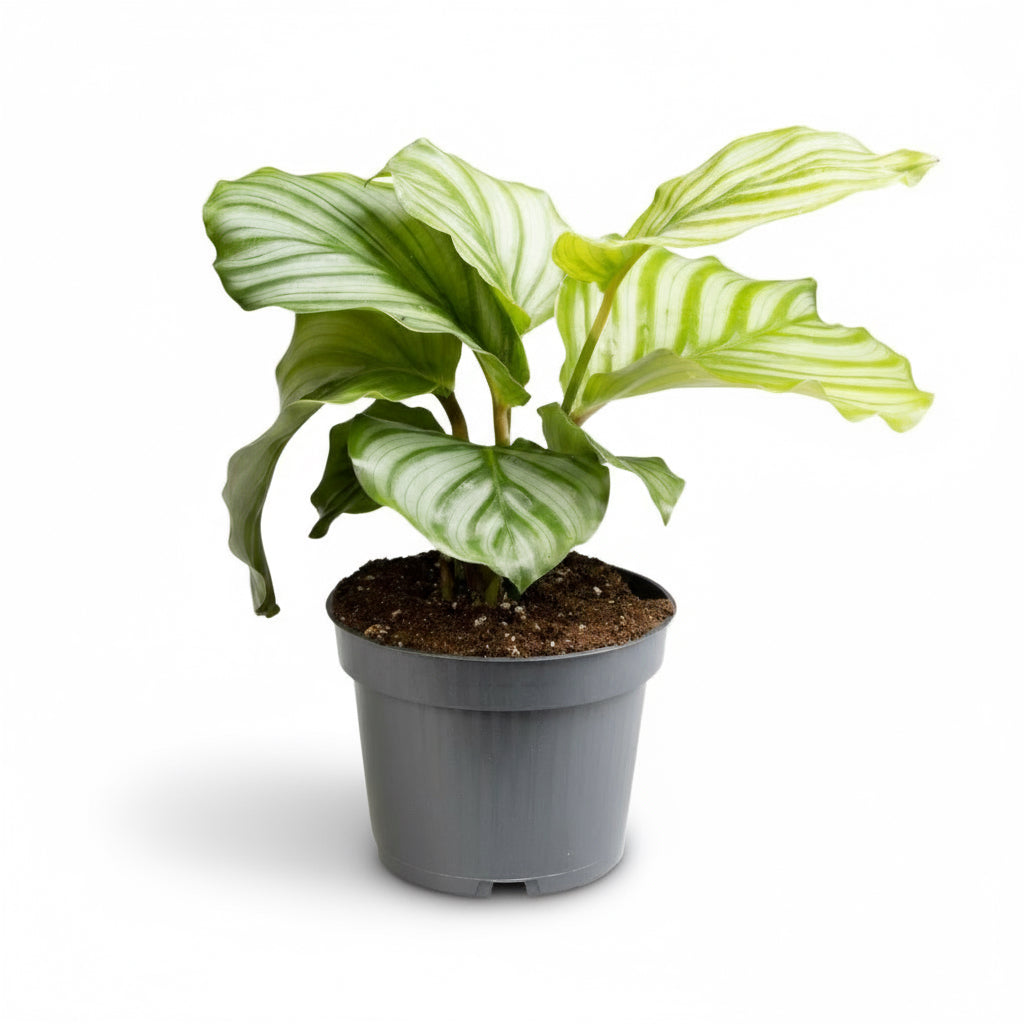Calathea orbifolia – Plante paon tropicale - Verdeia