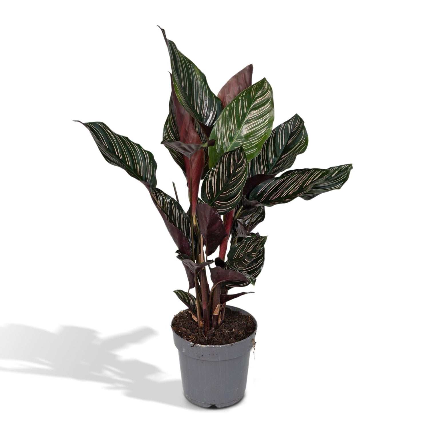 Calathea ornata – Ø14cm – 50cm - Verdeia