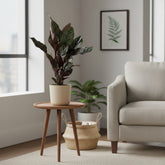 Calathea Ornata — Ø14 cm — H50 cm - Verdeia - 4