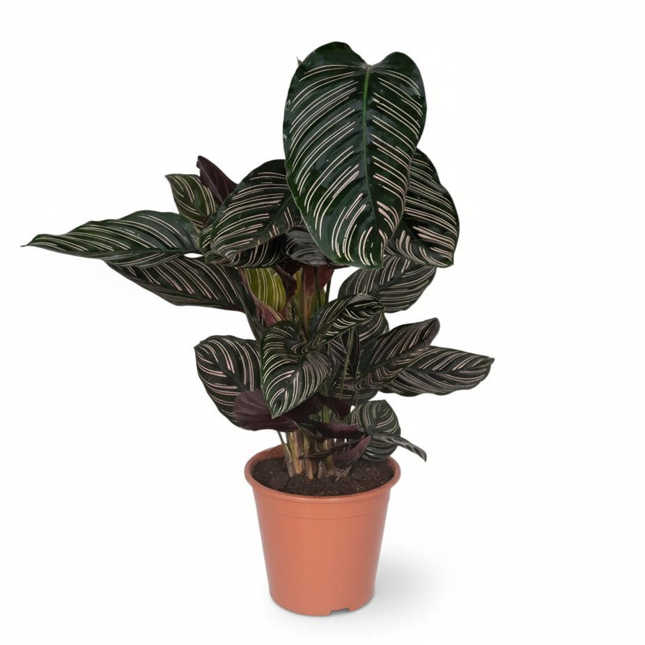 Calathea Ornata — Růžově pruhovaná paví rostlina - Verdeia - 6