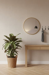 Calathea ornata &