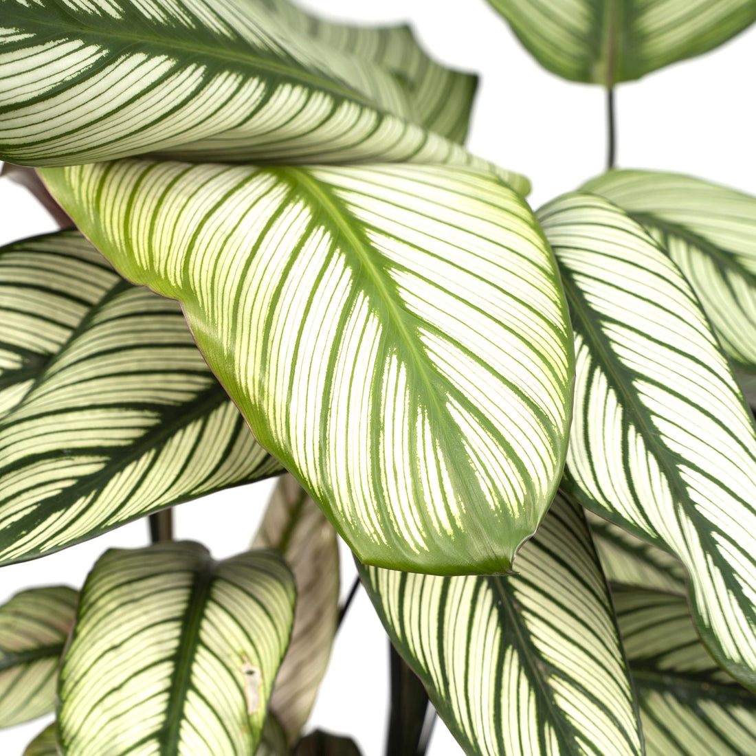 Calathea ornata &