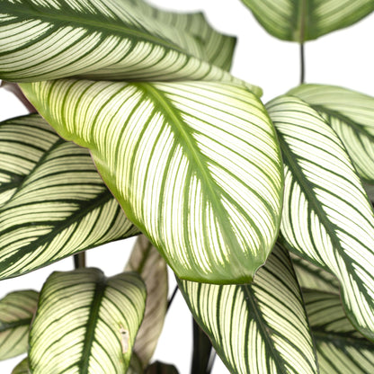 Calathea ornata &